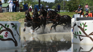arabo-friesian-four-in-hand-southern-pines-nc (28)